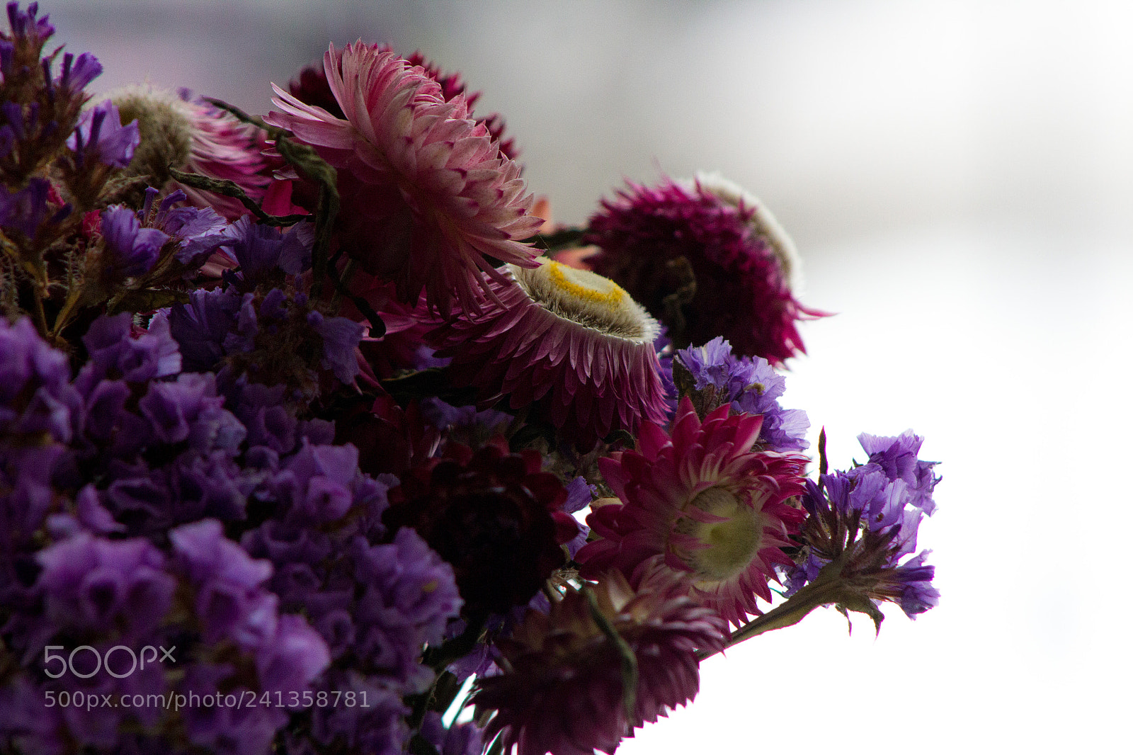 Canon EOS 1200D (EOS Rebel T5 / EOS Kiss X70 / EOS Hi) sample photo. Dried flowers photography