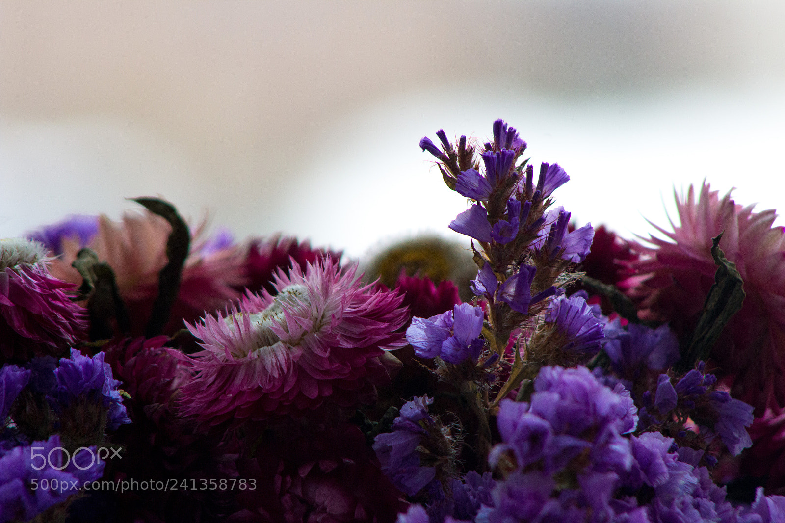 Canon EOS 1200D (EOS Rebel T5 / EOS Kiss X70 / EOS Hi) sample photo. Dried flowers 2 photography