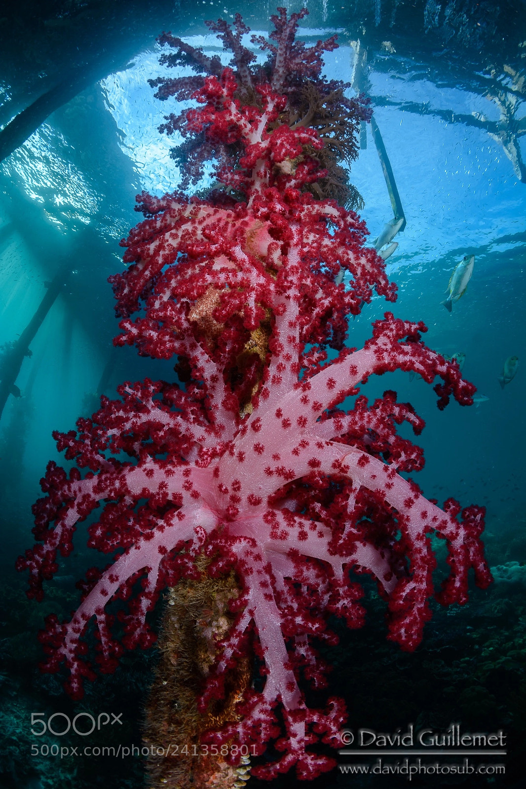 Nikon D7100 sample photo. Under the jetty photography