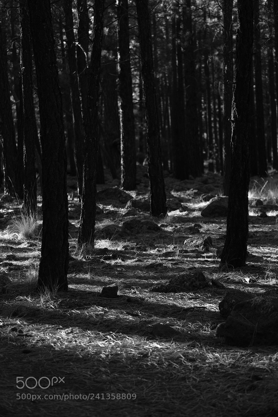 Fujifilm X-T2 sample photo. Good afternoon, forest photography