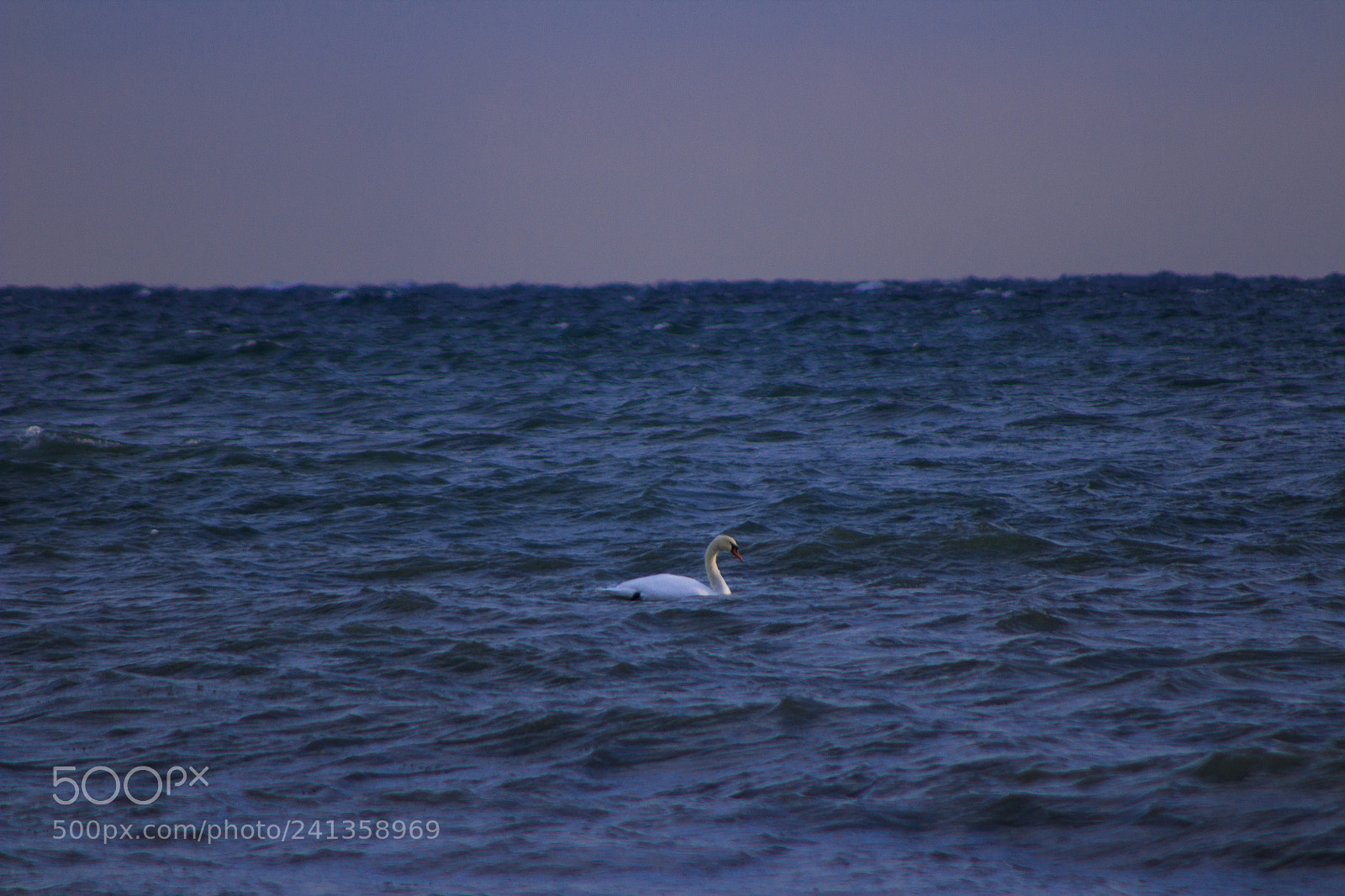 Canon EOS 1200D (EOS Rebel T5 / EOS Kiss X70 / EOS Hi) sample photo. Cold swan photography