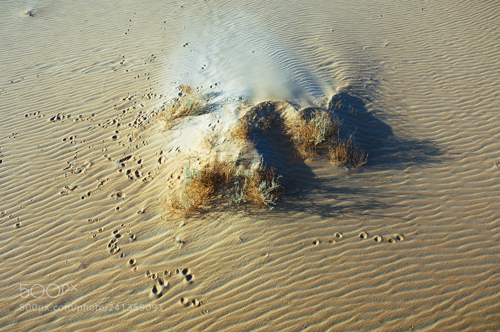 Nikon D2X sample photo. Rabbit foot prints on photography