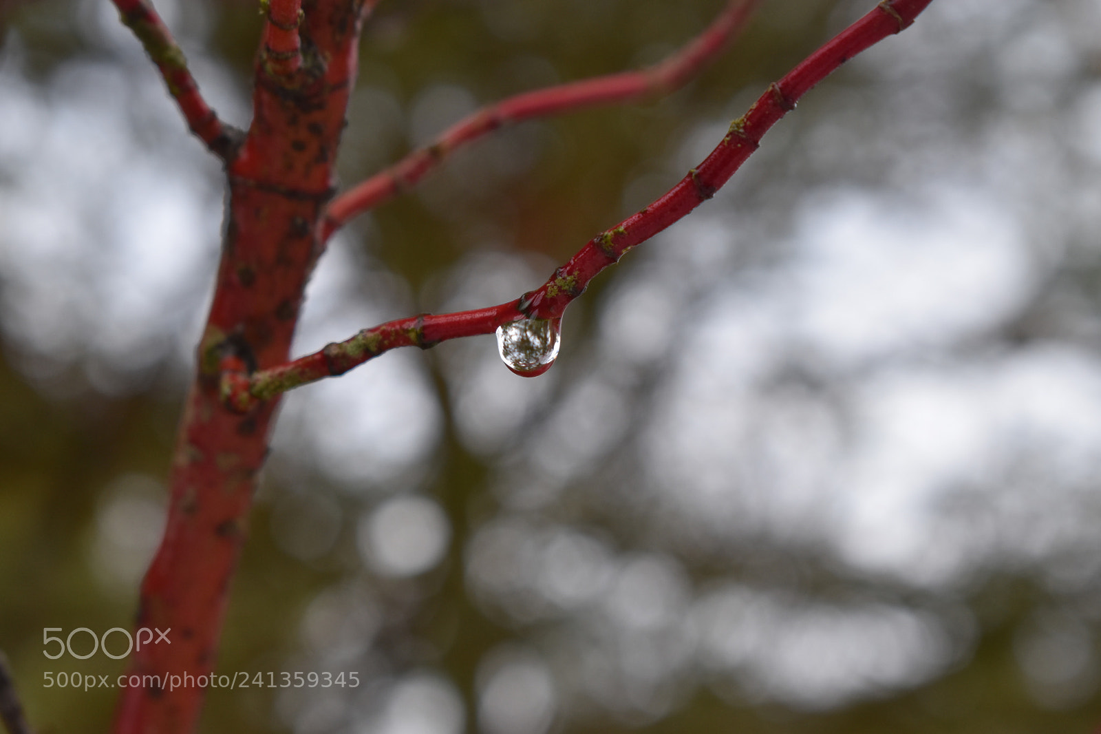 Nikon D5600 sample photo. Untitled photography