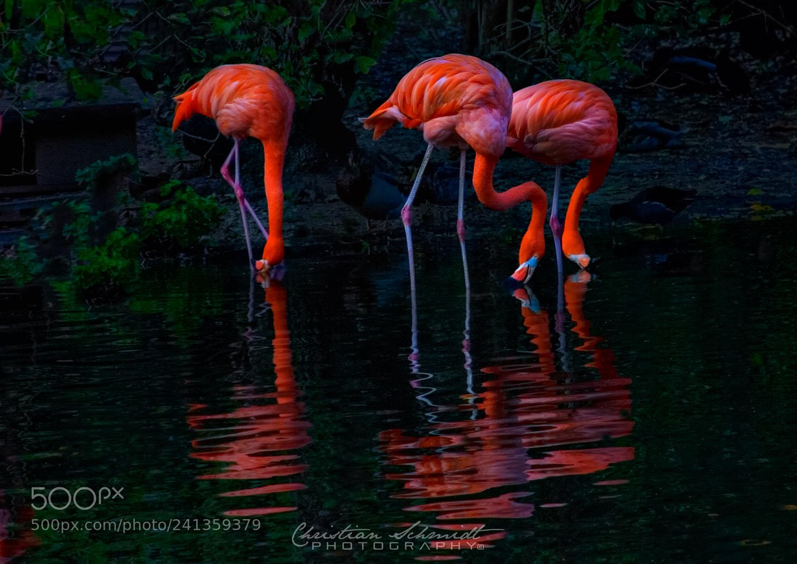 Nikon D80 sample photo. The flamingo trio photography