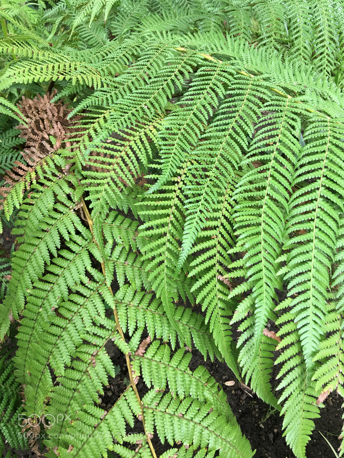 Apple iPhone 6s Plus sample photo. Fougère photography