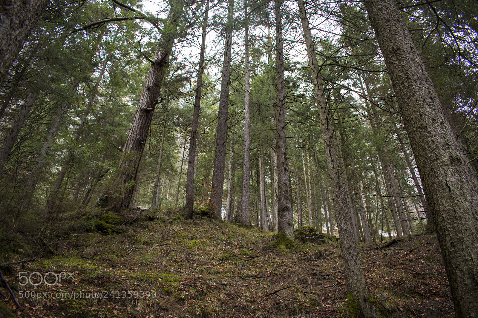 Nikon D5600 sample photo. Untitled photography