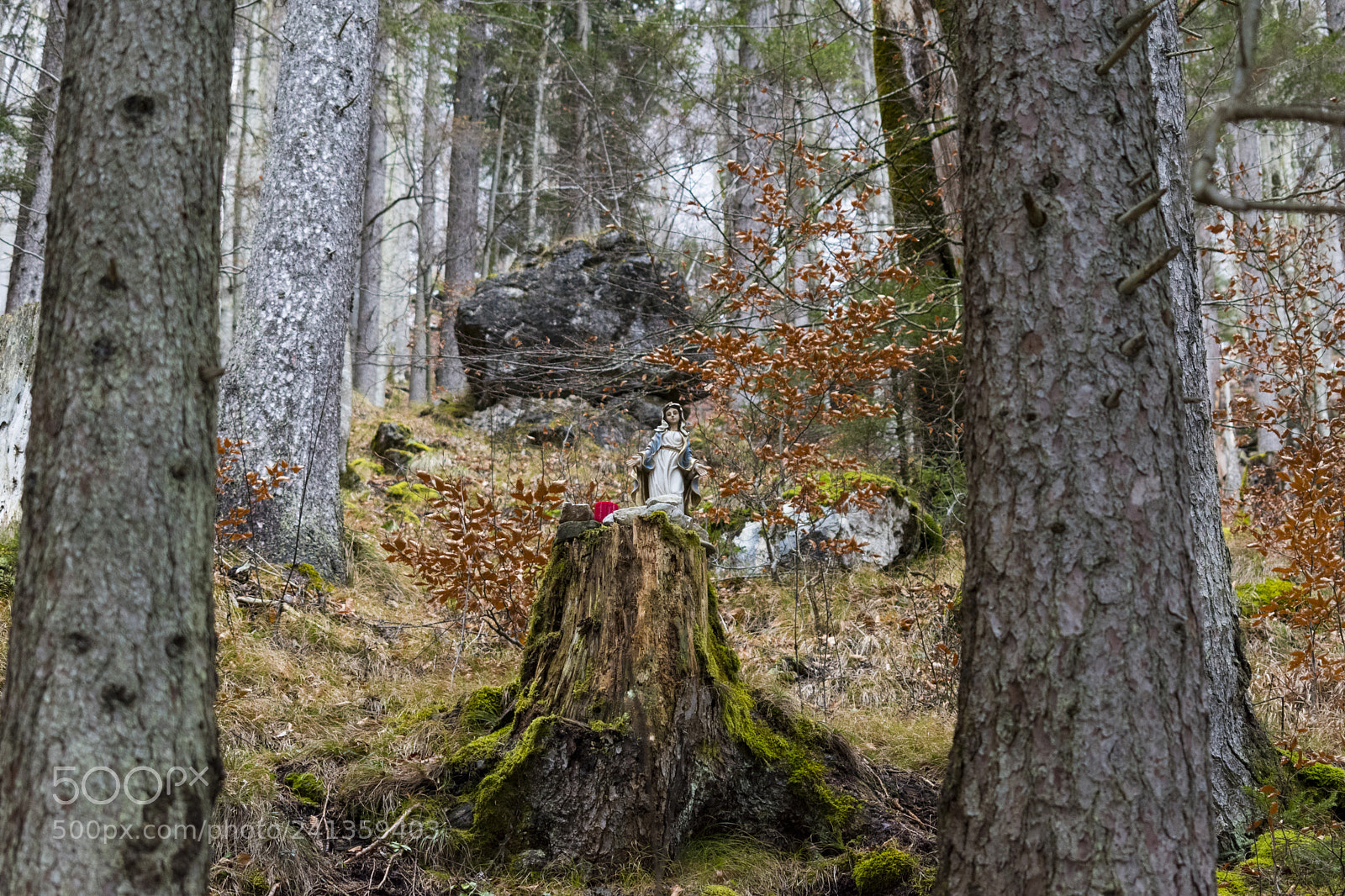 Nikon D5600 sample photo. Untitled photography