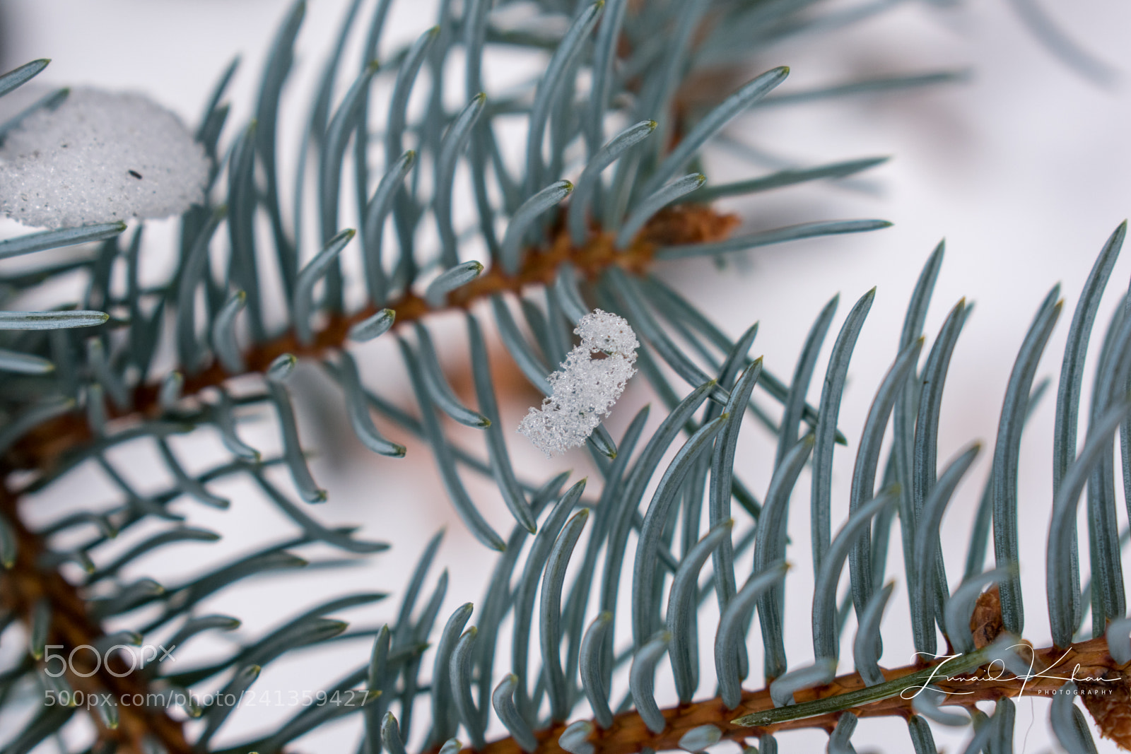 Nikon D3400 sample photo. A dash of snow photography