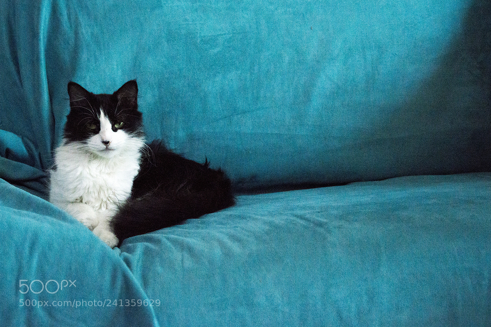 Nikon D3200 sample photo. Black white cat on photography