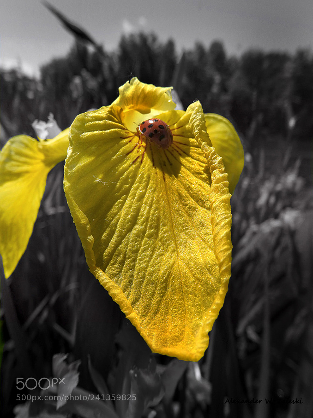 Nikon Coolpix P610 sample photo. Lucky lady. photography