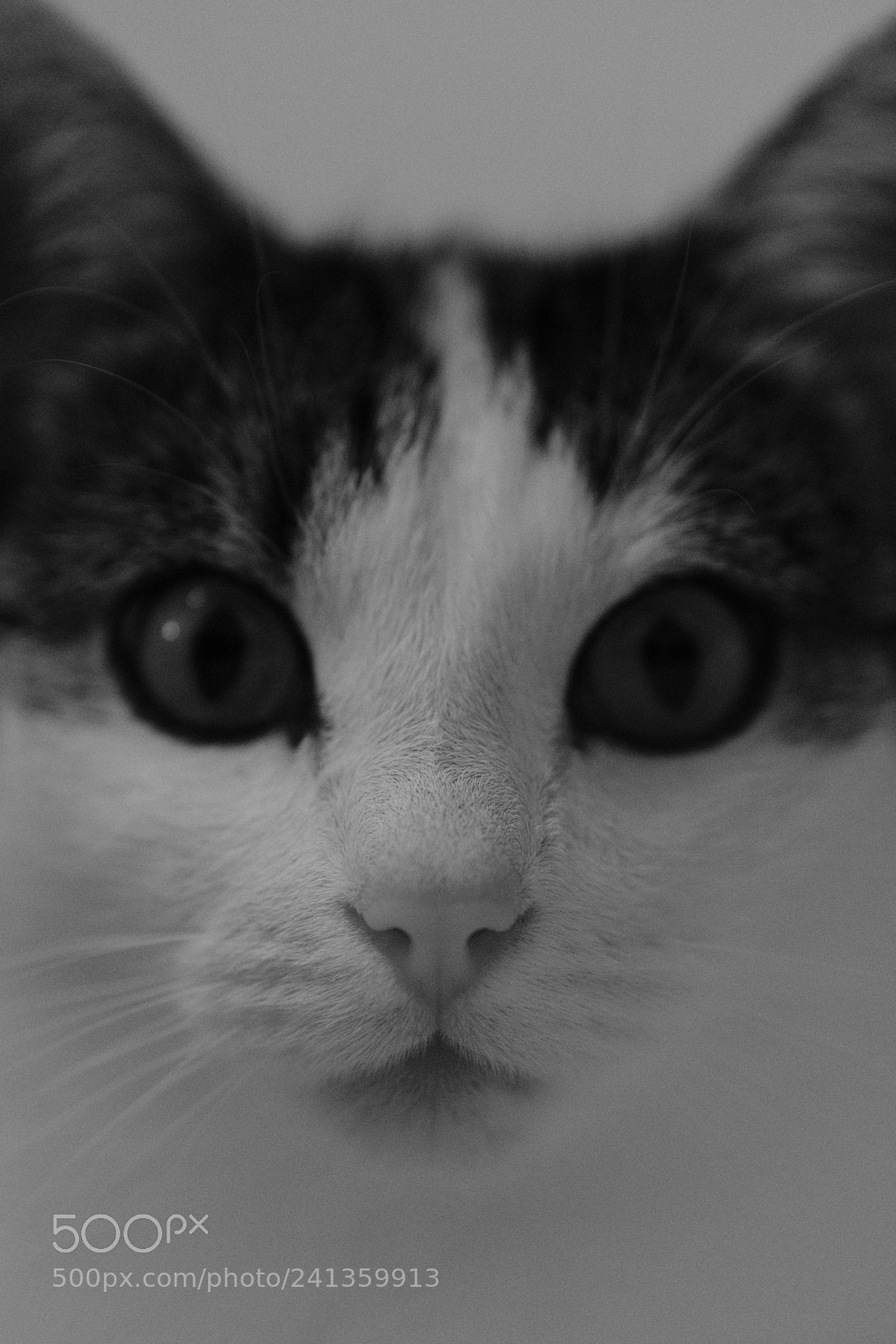 Fujifilm X-T20 sample photo. Elfi 2 photography