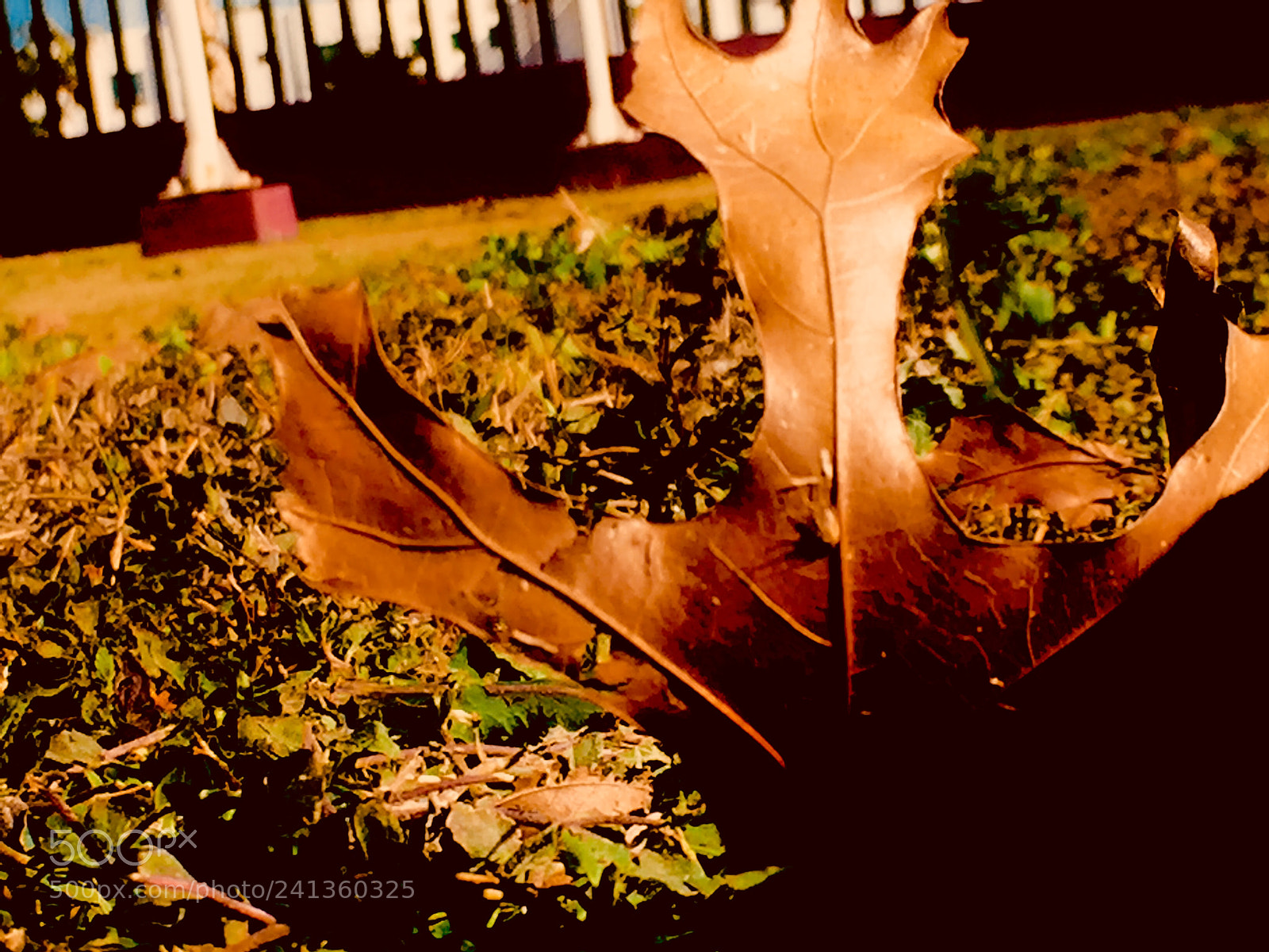 Apple iPhone 6 sample photo. Untitled photography