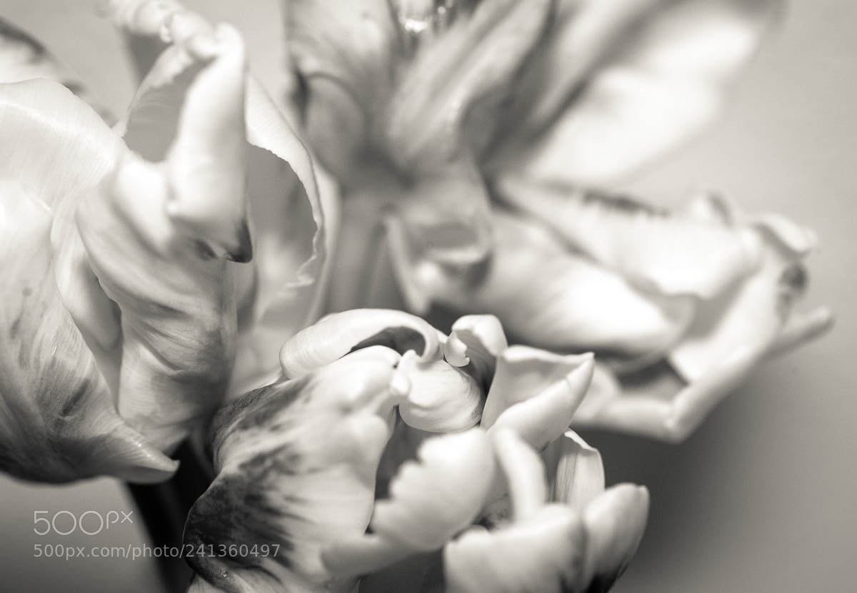 Nikon D700 sample photo. Off tulips photography