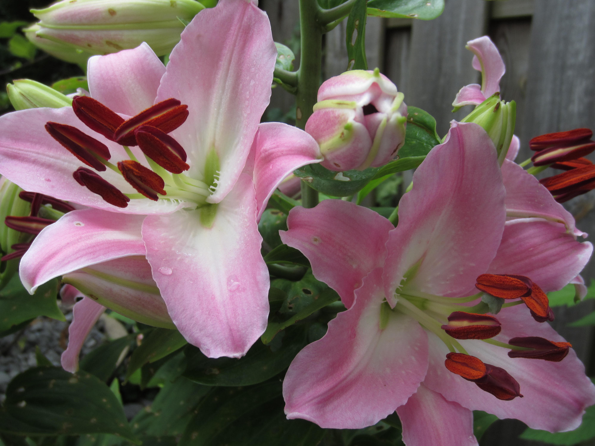 Canon PowerShot ELPH 300 HS (IXUS 220 HS / IXY 410F) sample photo. Lilies photography