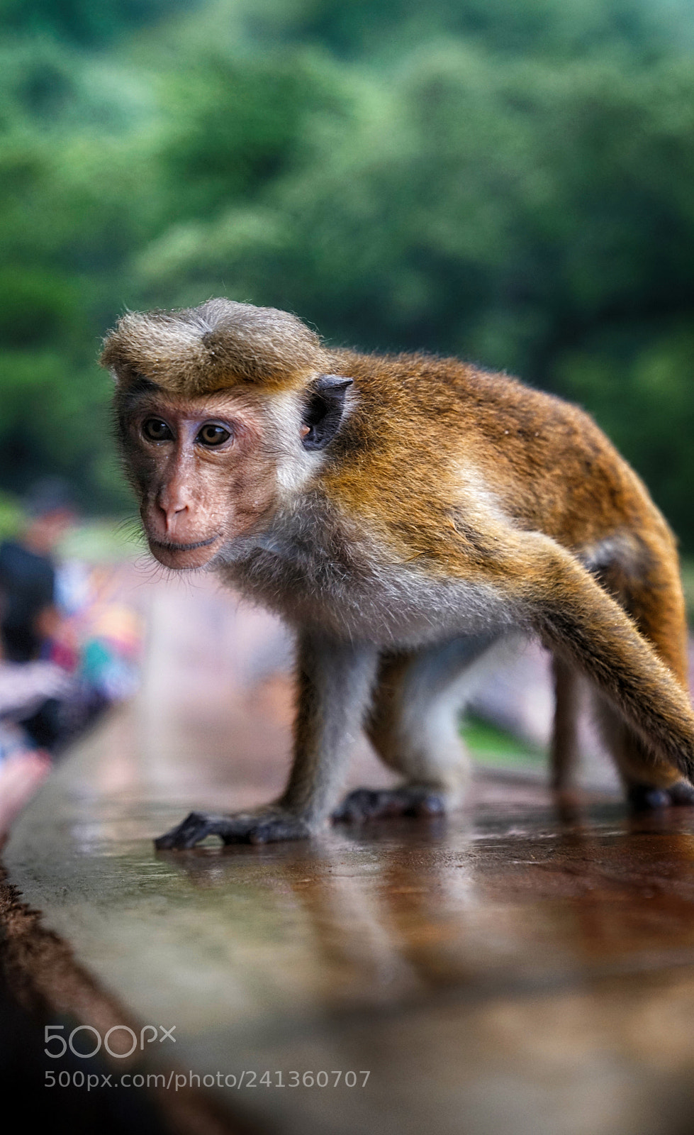 Sony a7R sample photo. Monkey photography