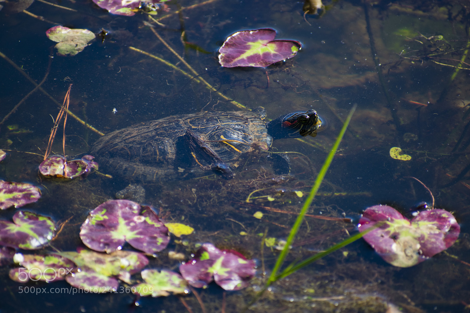 Nikon D3400 sample photo. Turtle life photography