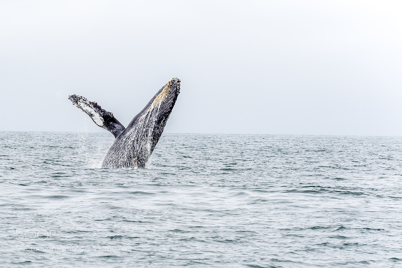 Nikon D4 sample photo. Whale photography