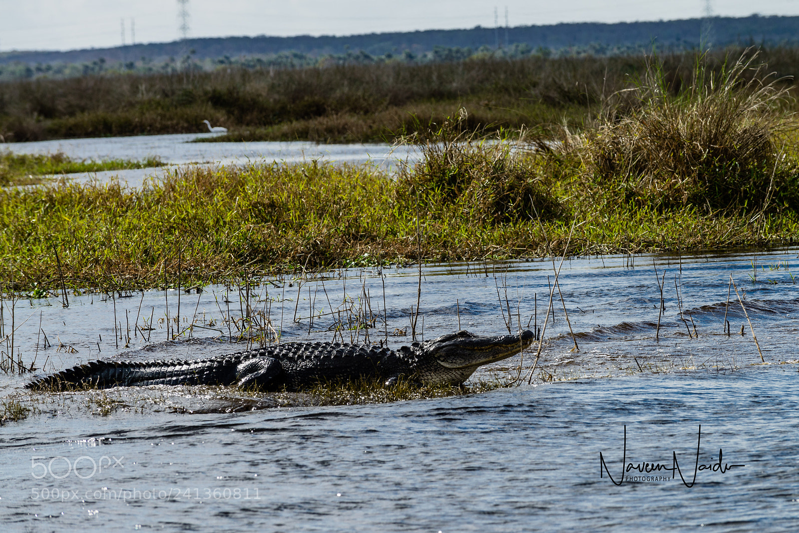 Nikon D800 sample photo. Basking alligator photography
