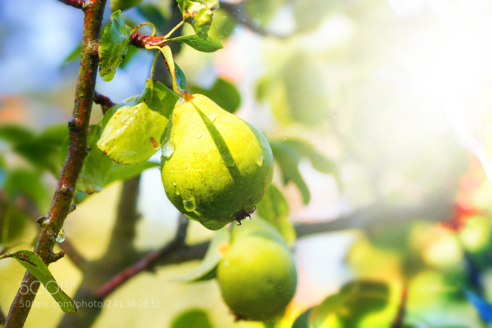 Canon EOS 650D (EOS Rebel T4i / EOS Kiss X6i) sample photo. Pear photography