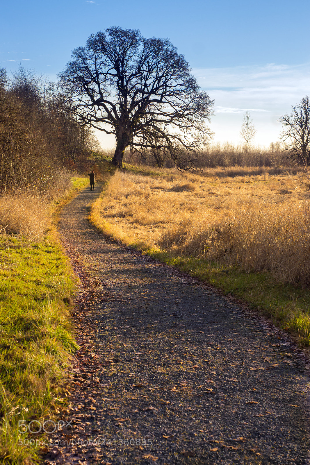 Sony SLT-A77 sample photo. Trail to the tree photography