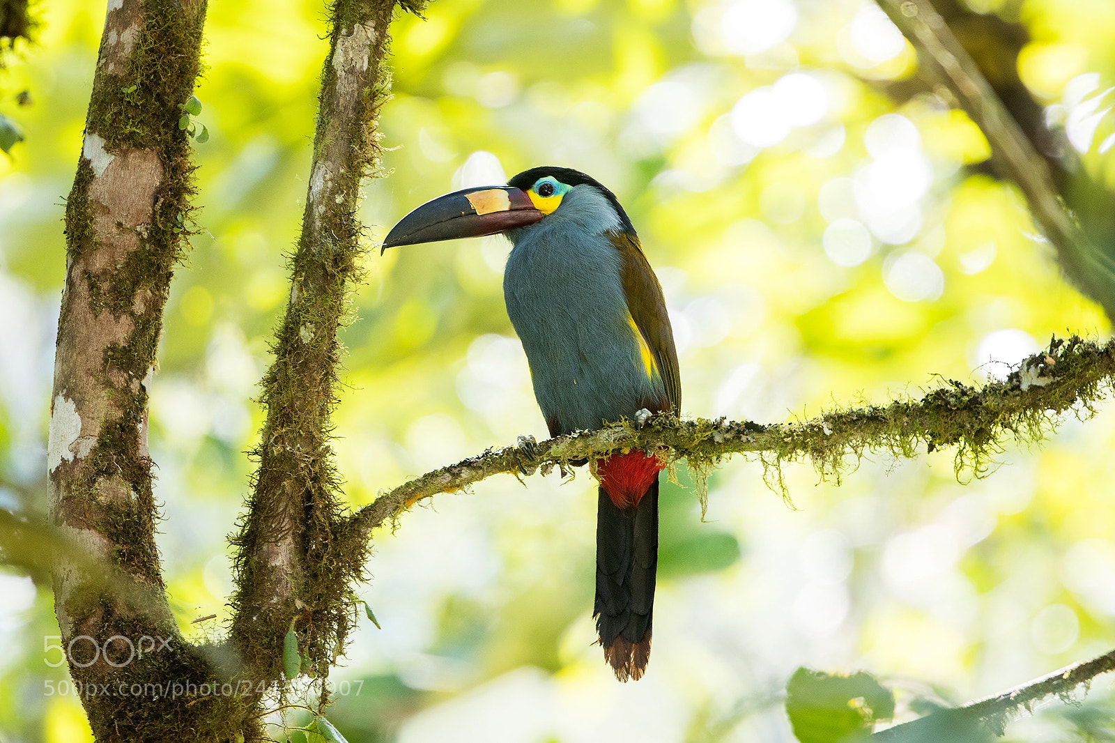 Canon EOS-1D X Mark II sample photo. Ecuador 2017 photography