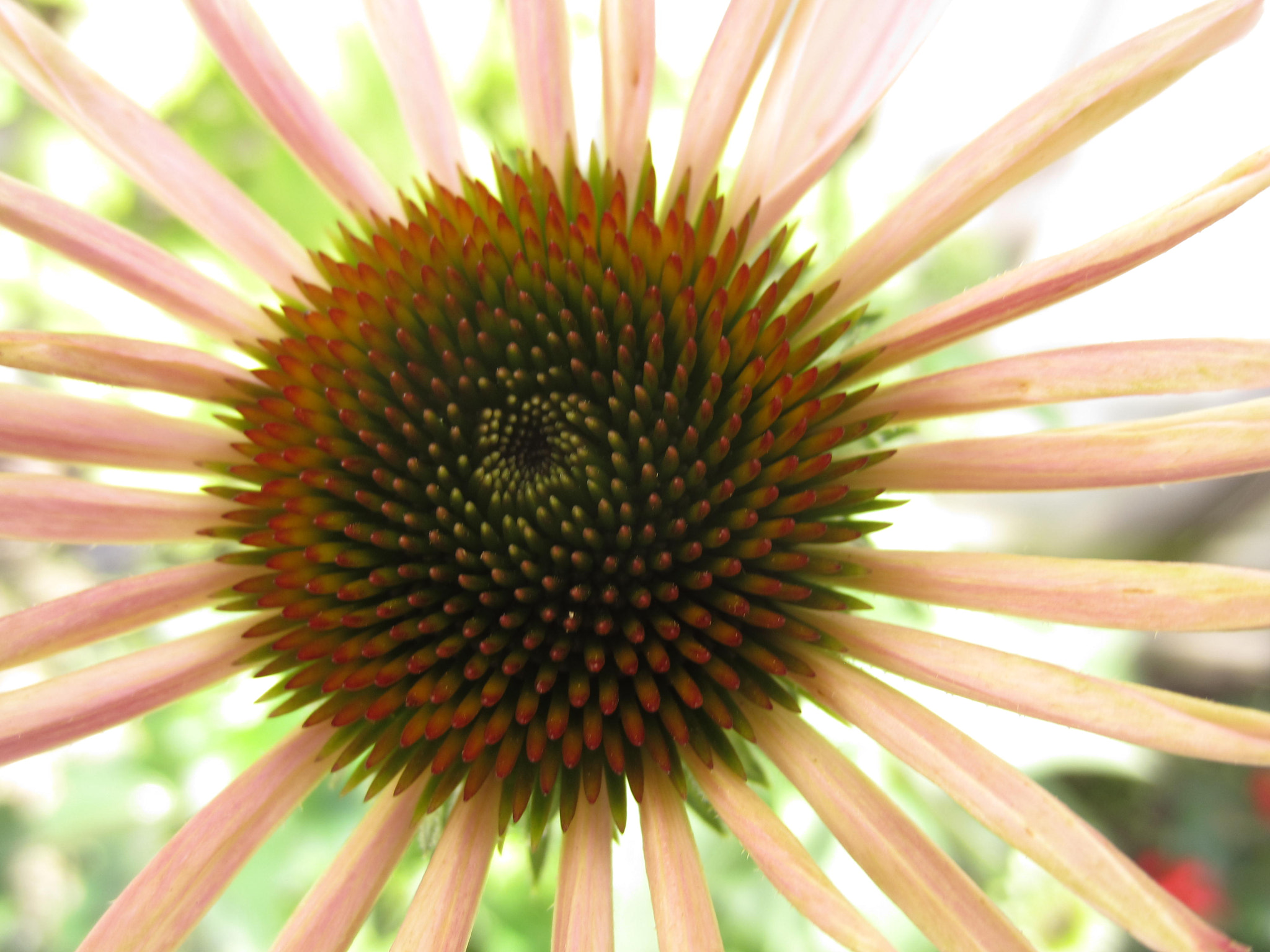 Canon PowerShot ELPH 300 HS (IXUS 220 HS / IXY 410F) sample photo. Echinacea purpurea photography