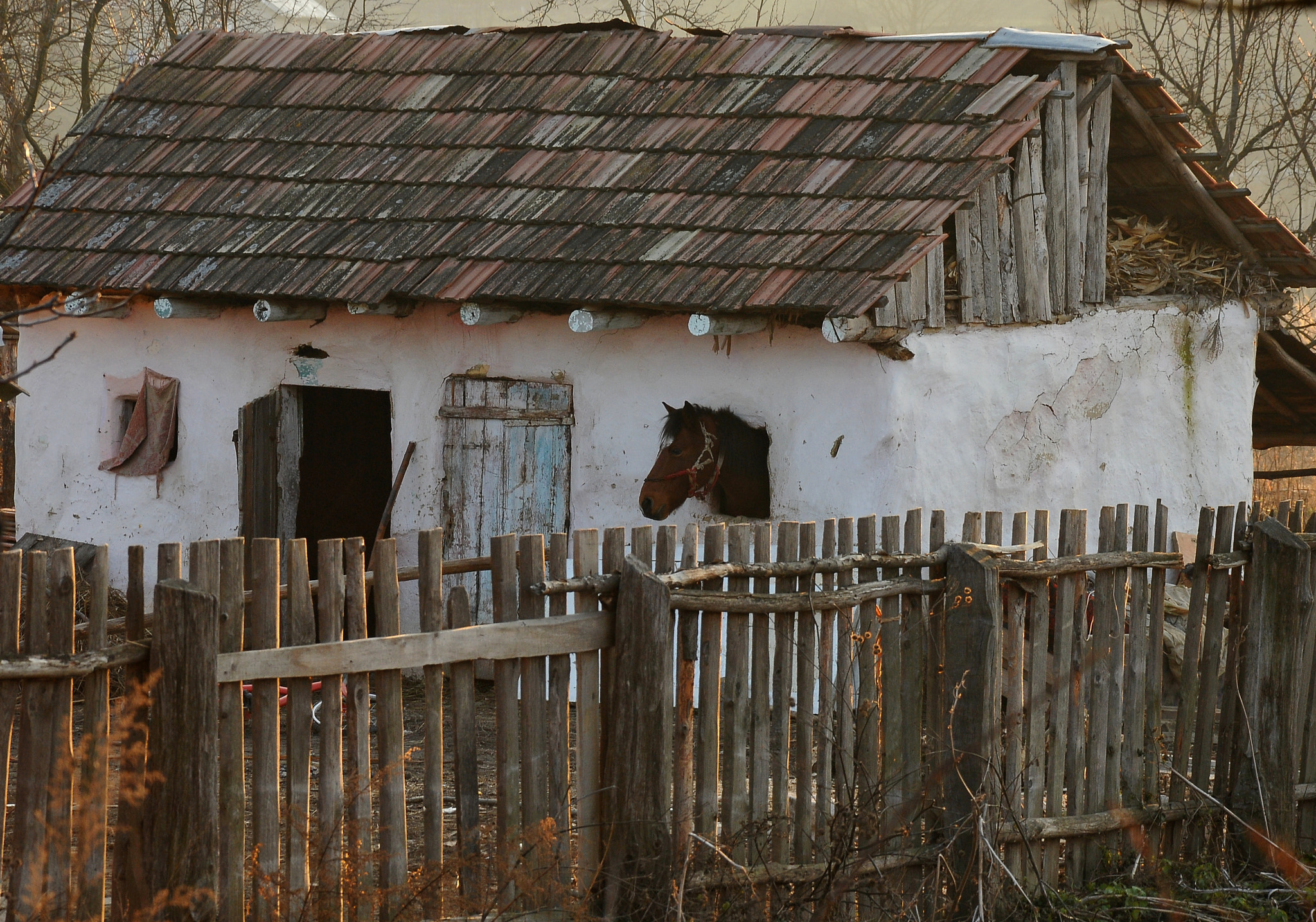 Nikon D300S + Nikon AF-S DX Nikkor 18-105mm F3.5-5.6G ED VR sample photo. House with horse photography