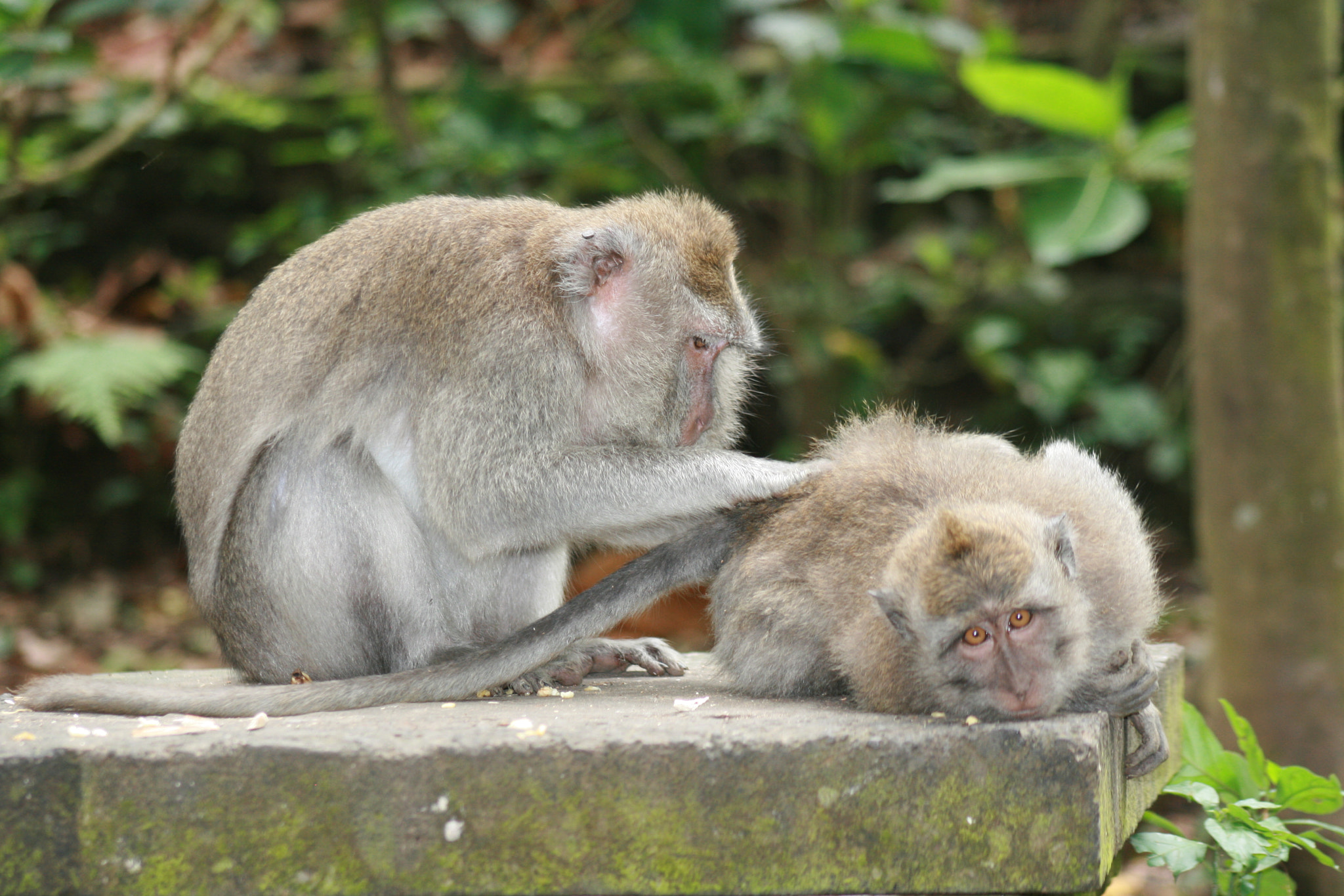 EF75-300mm f/4-5.6 sample photo. Bali photography