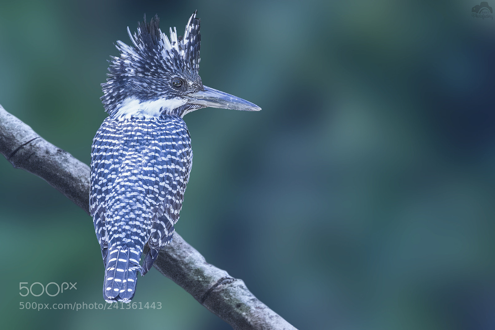 Nikon D810 sample photo. Crested kingfisher photography