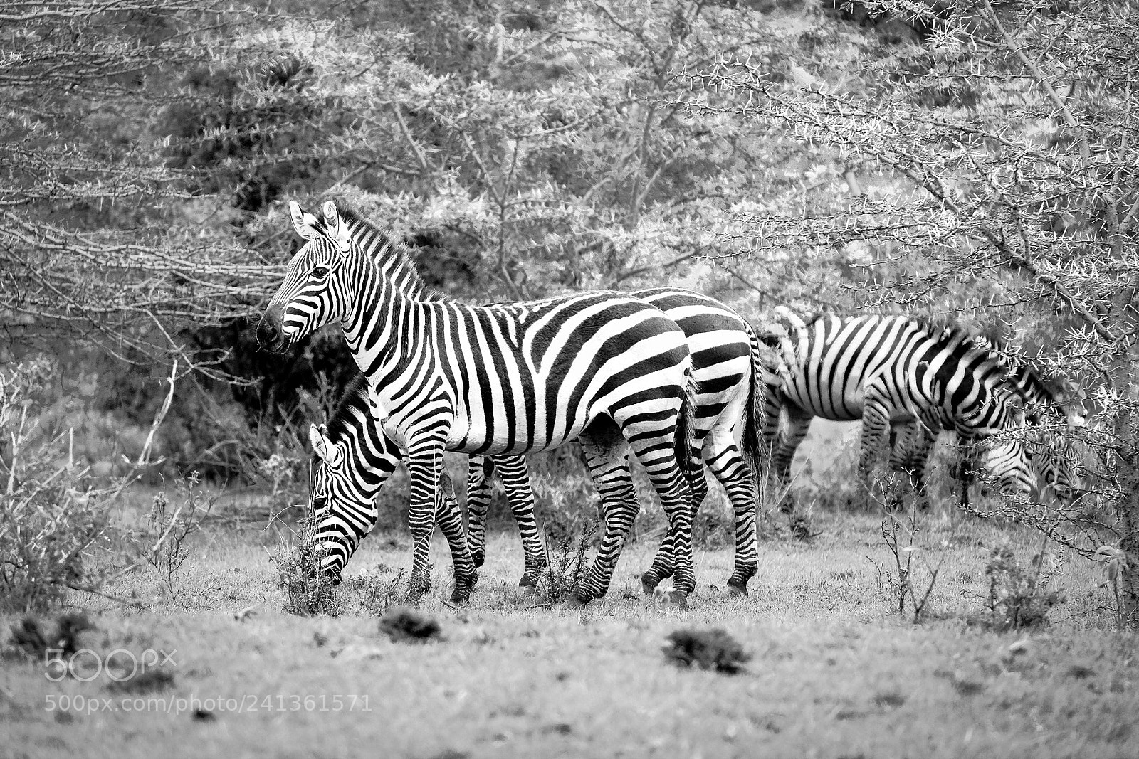 Fujifilm X-T1 sample photo. Zebra in the maasai photography