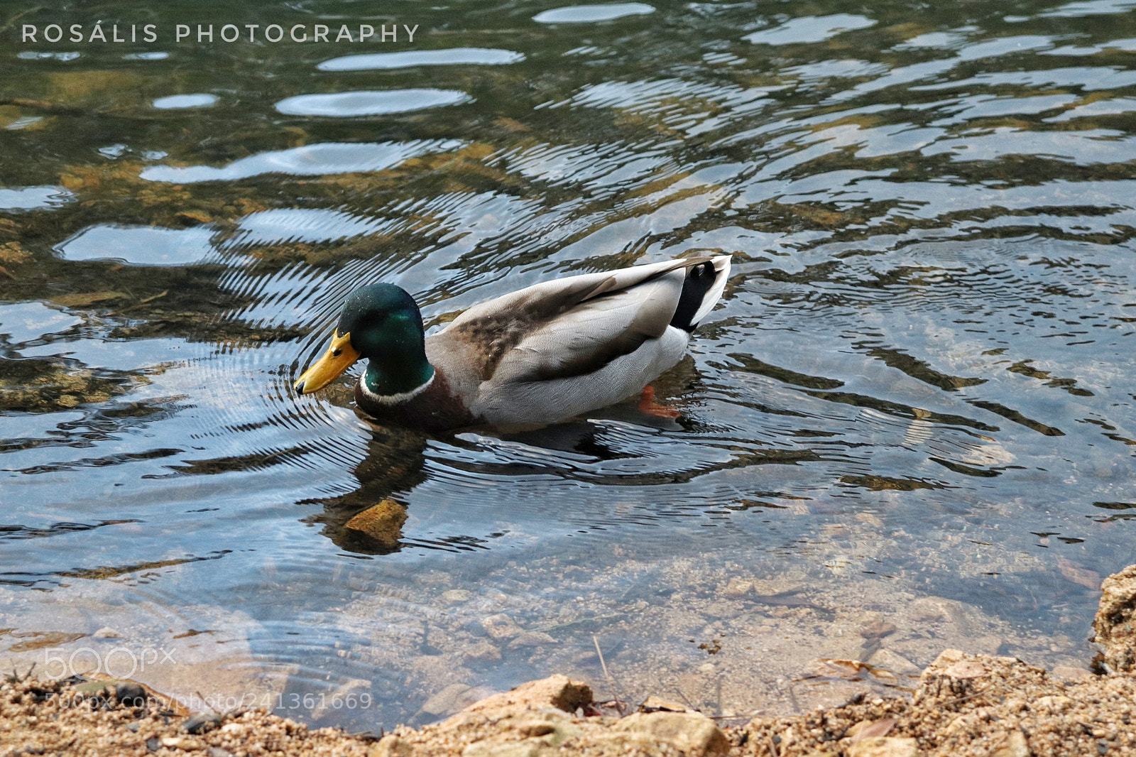 Canon EOS 800D (EOS Rebel T7i / EOS Kiss X9i) sample photo. Duck photography