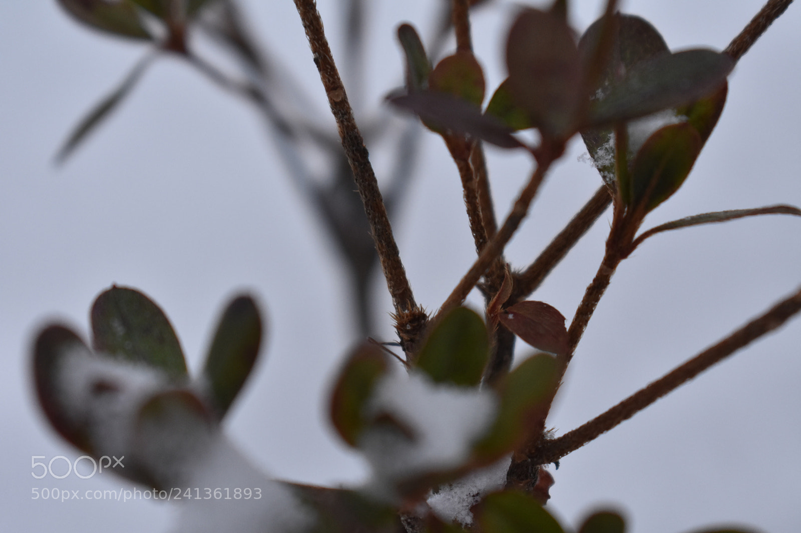 Nikon D3400 sample photo. Wonderfully icyy winter ❄️ photography