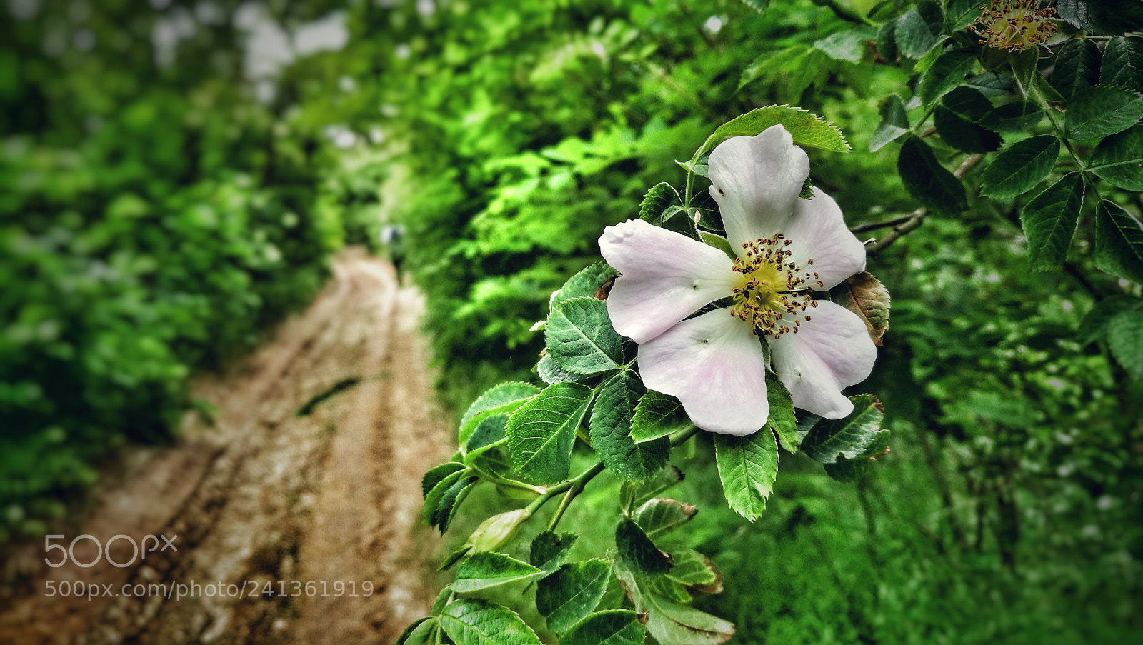 HUAWEI P9 sample photo. Untitled photography