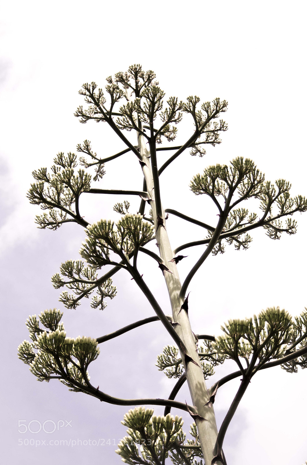Pentax K-50 sample photo. African tree photography