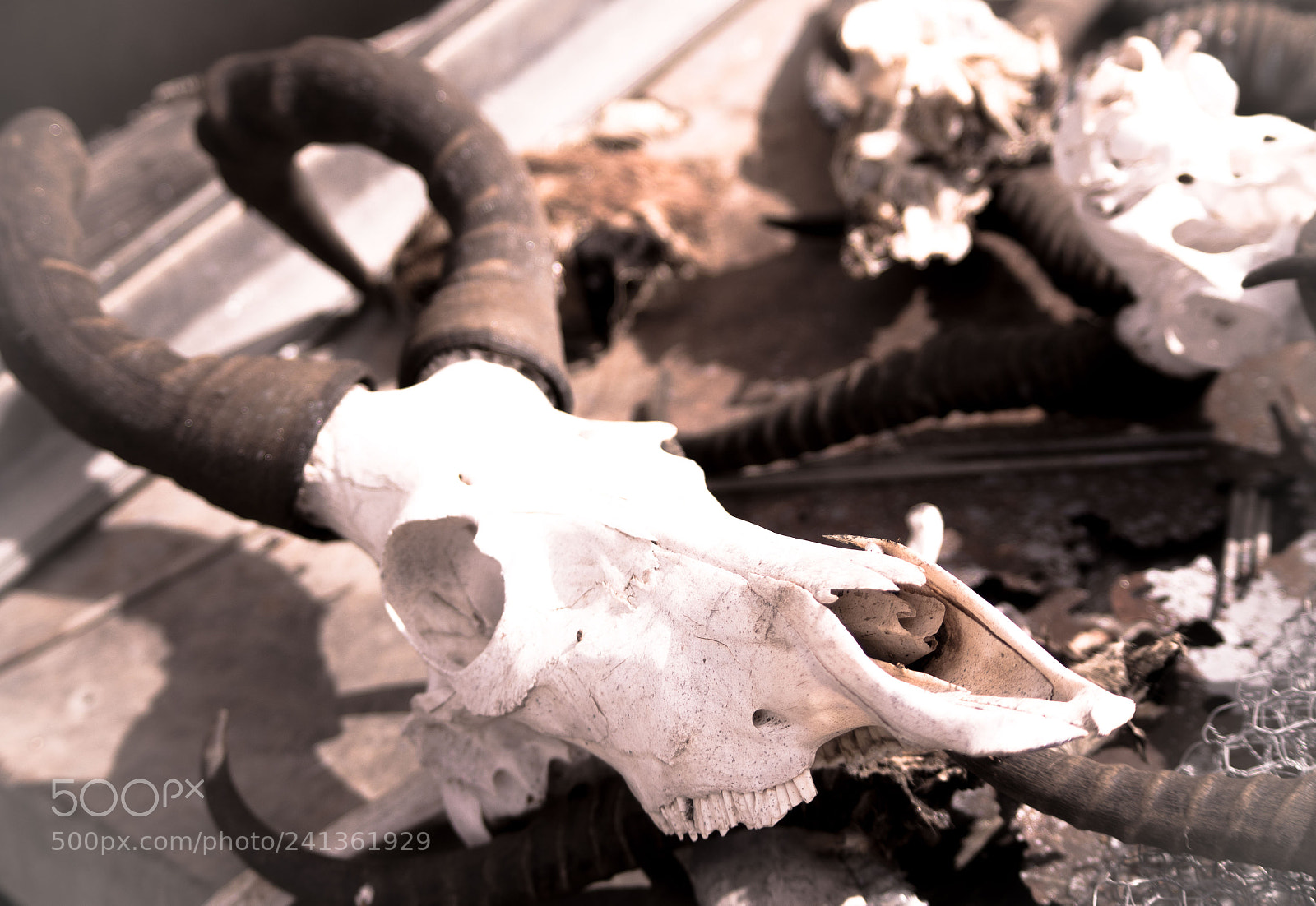 Pentax K-50 sample photo. Springbok horns in farmer's photography