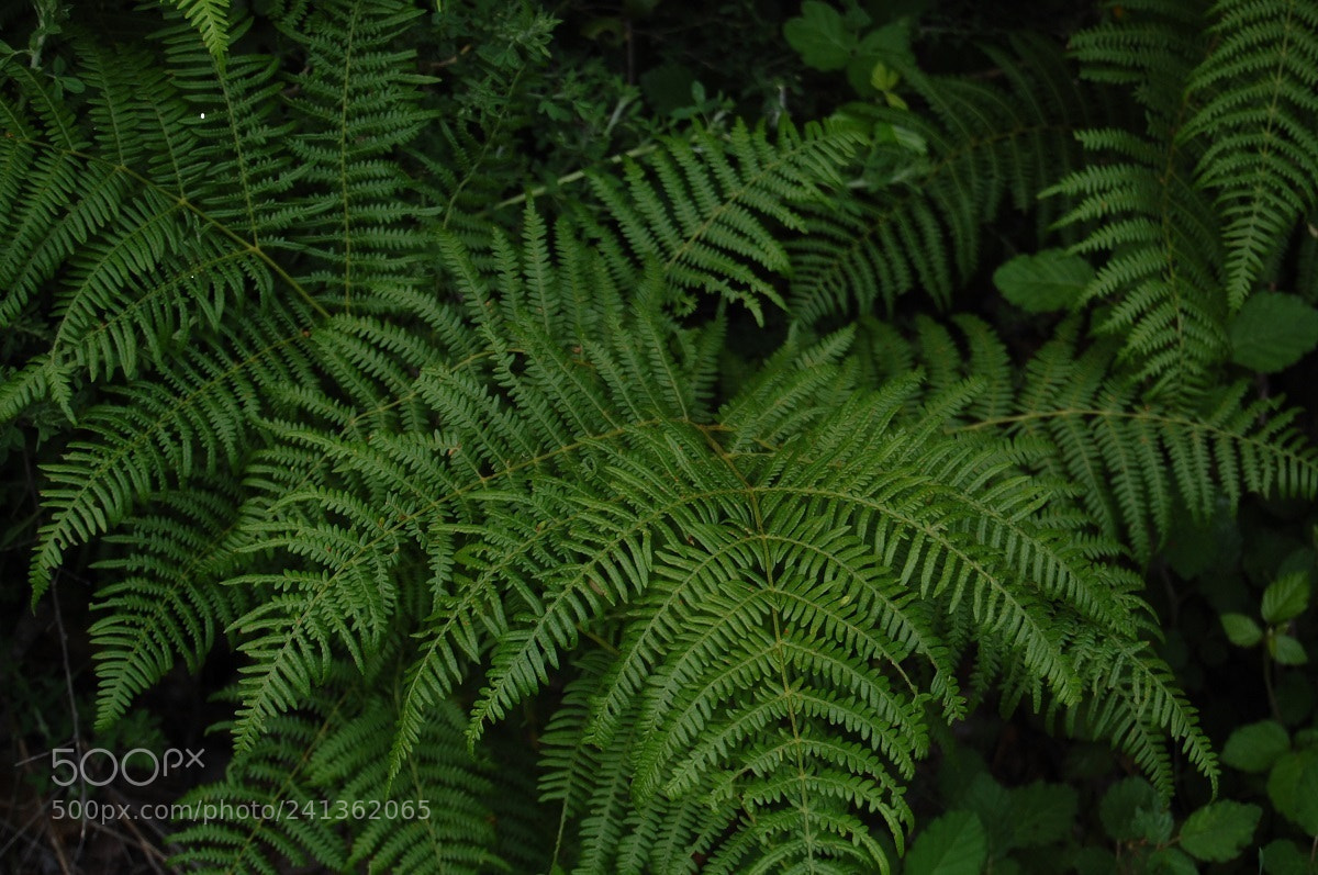 Nikon D40 sample photo. Evergreen photography