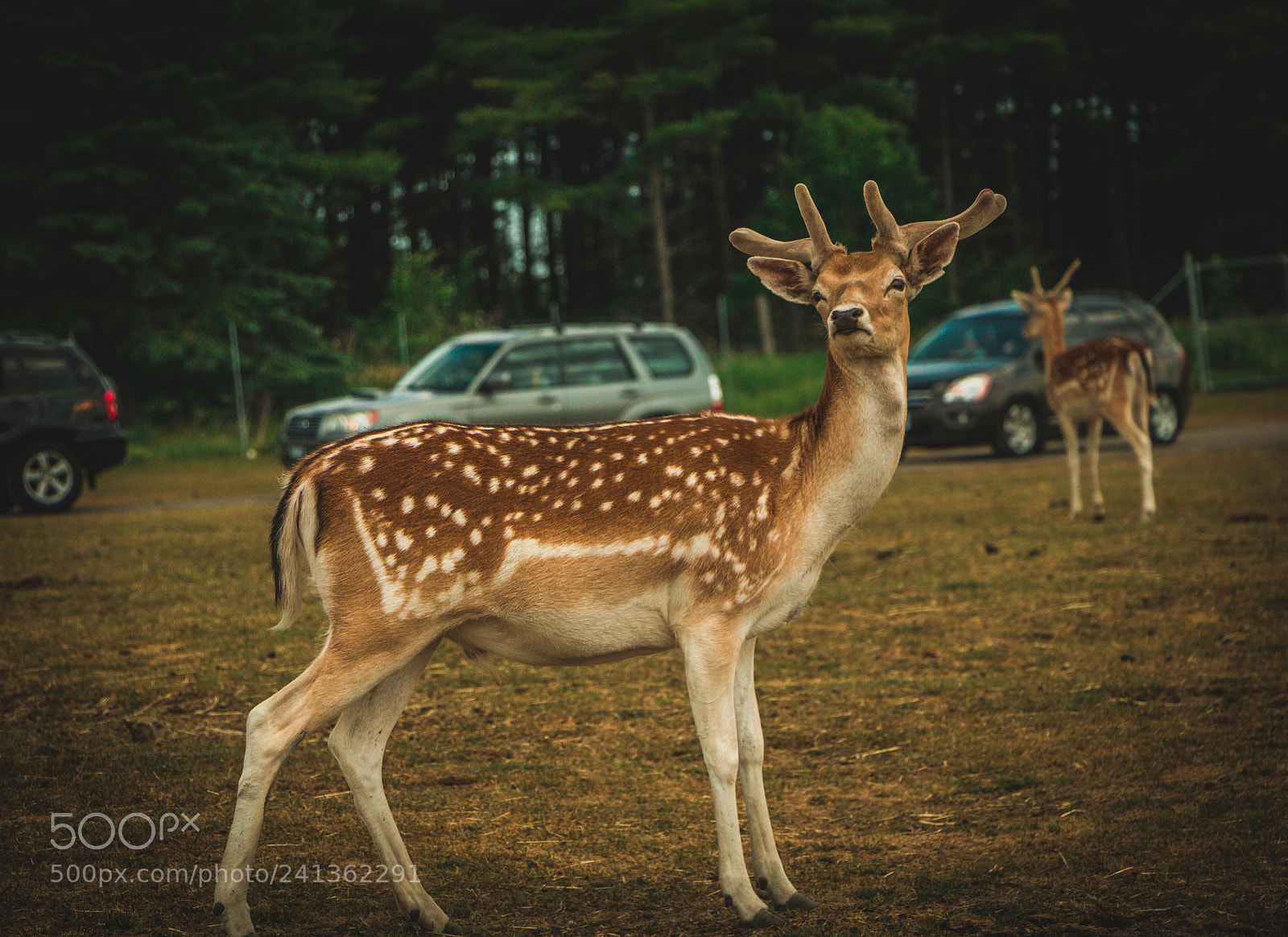 Canon EOS 70D sample photo. Stunning deer photography