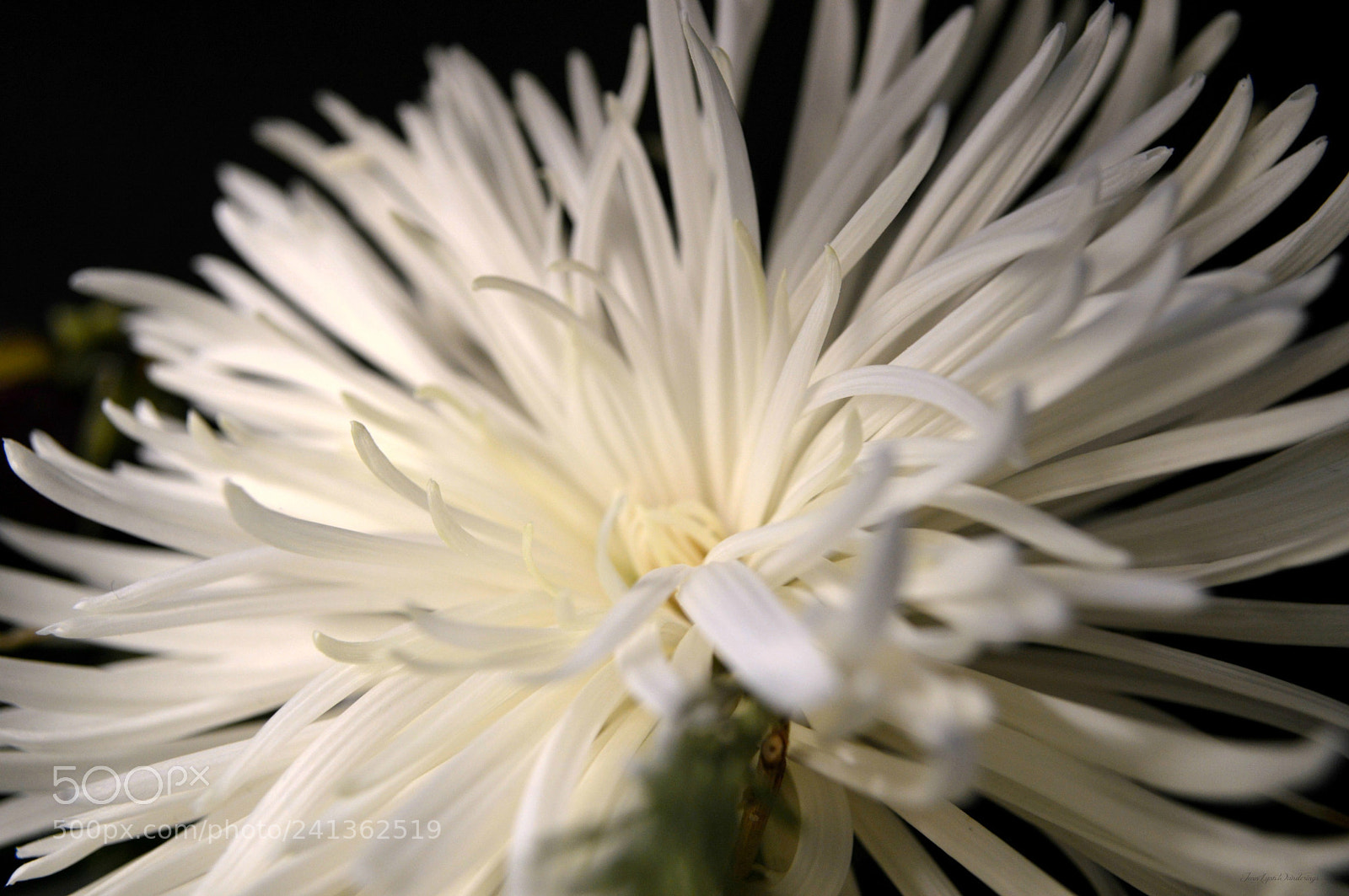 Nikon D3200 sample photo. Celebrations petals photography