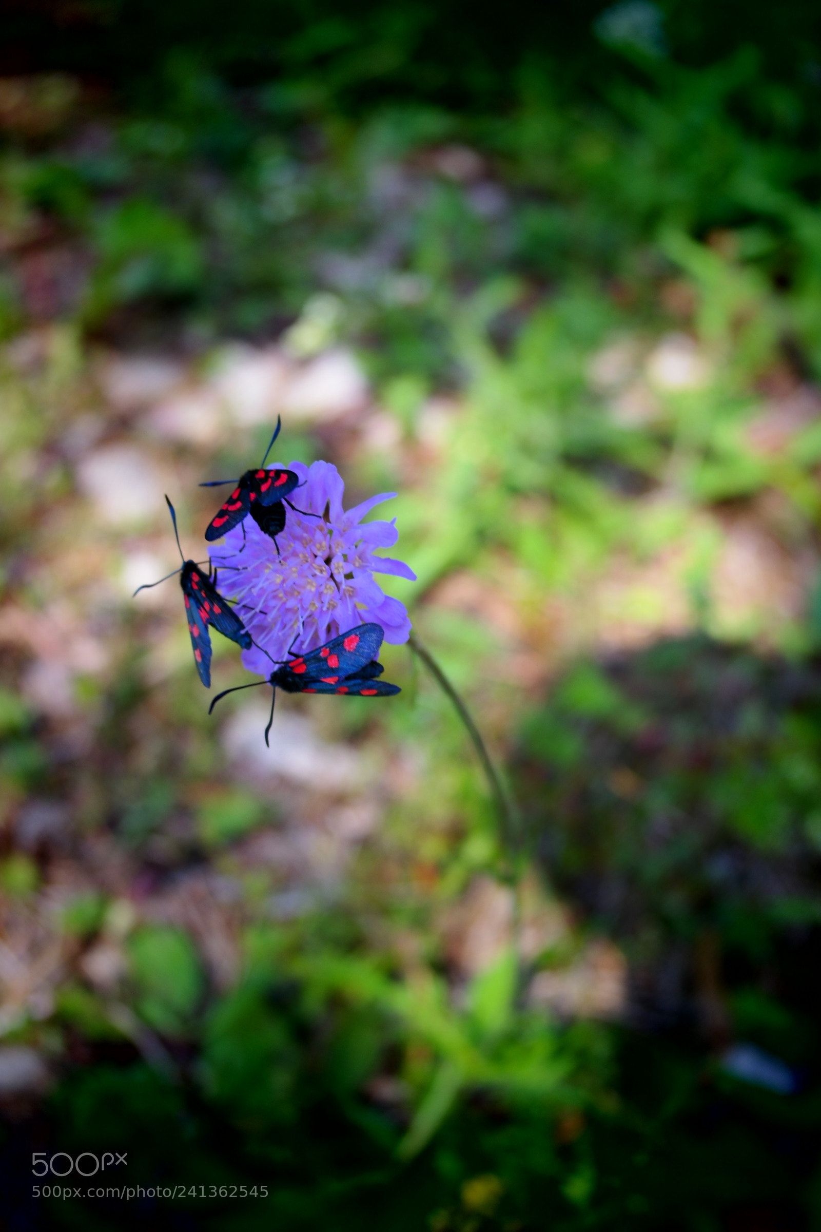 Samsung NX2000 sample photo. Beautiful butterflies photography