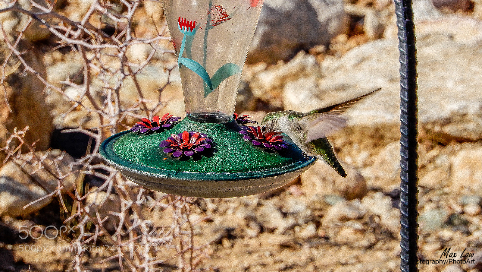 Nikon Coolpix A900 sample photo. Humming bird feeder photography