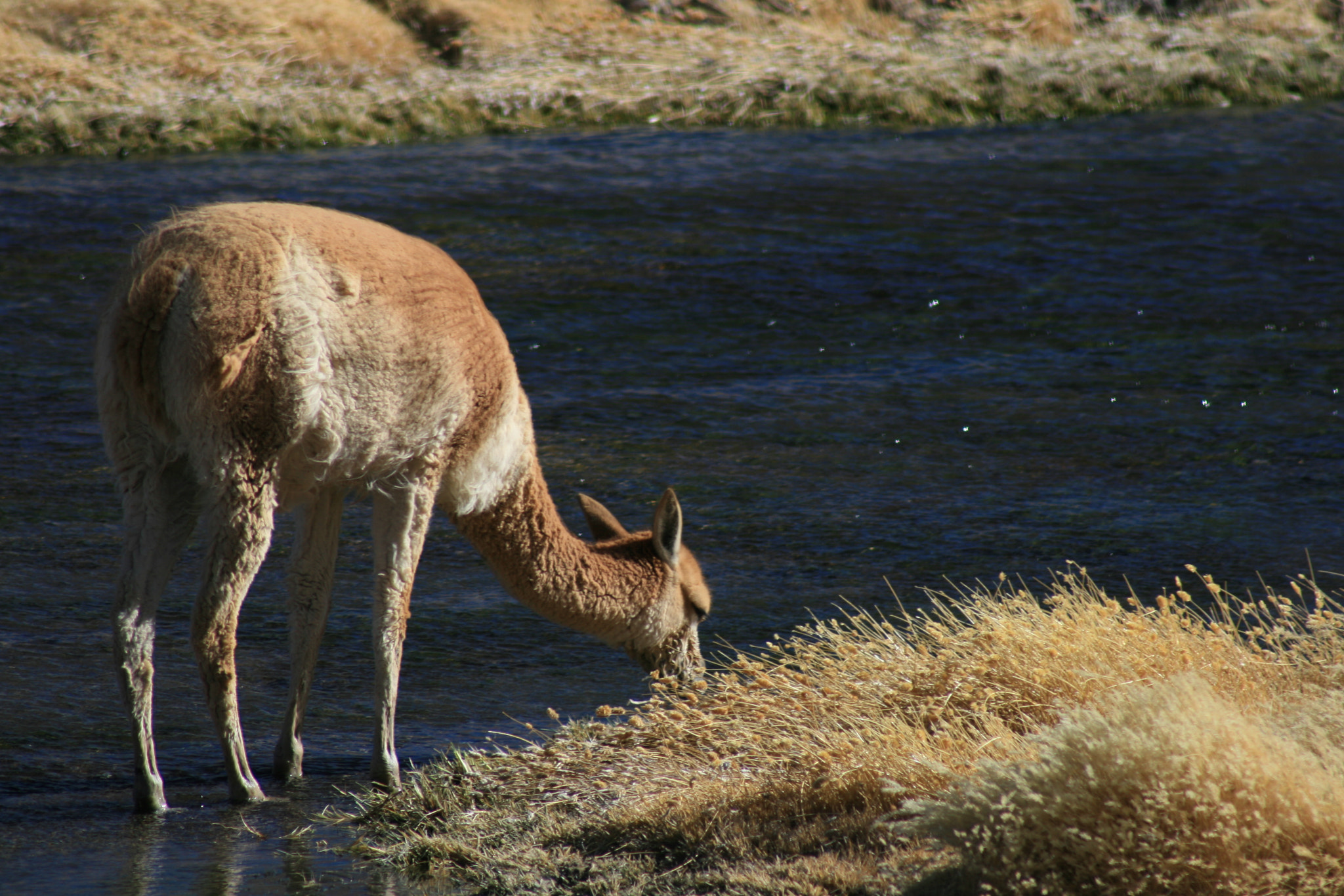 EF75-300mm f/4-5.6 sample photo. Atacama, chile photography