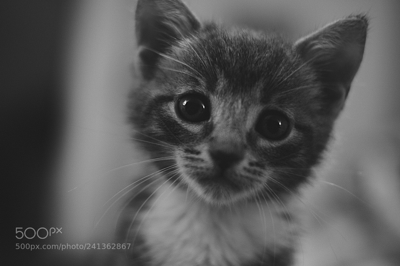 Fujifilm X-T20 sample photo. Bw kitty photography