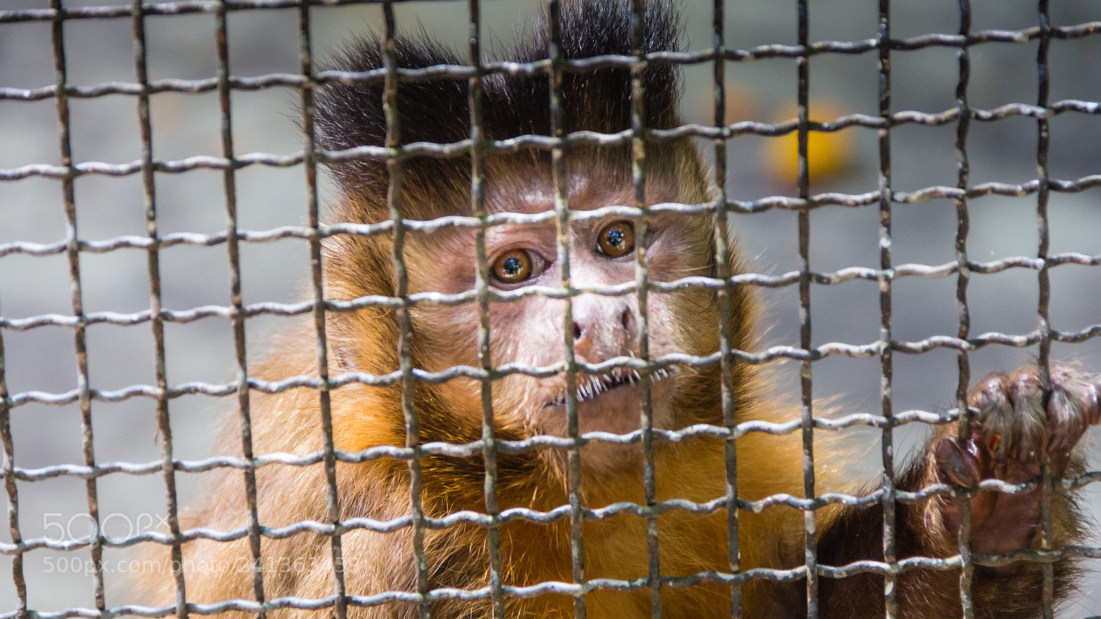 Canon EOS 60D sample photo. In the cage photography
