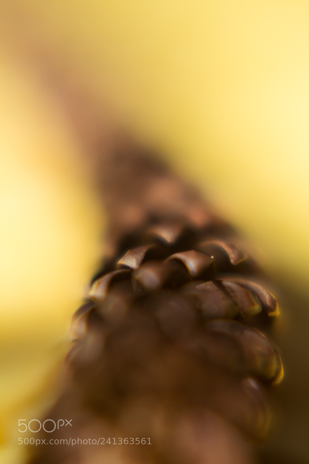 Canon EOS 1200D (EOS Rebel T5 / EOS Kiss X70 / EOS Hi) sample photo. Snake? photography