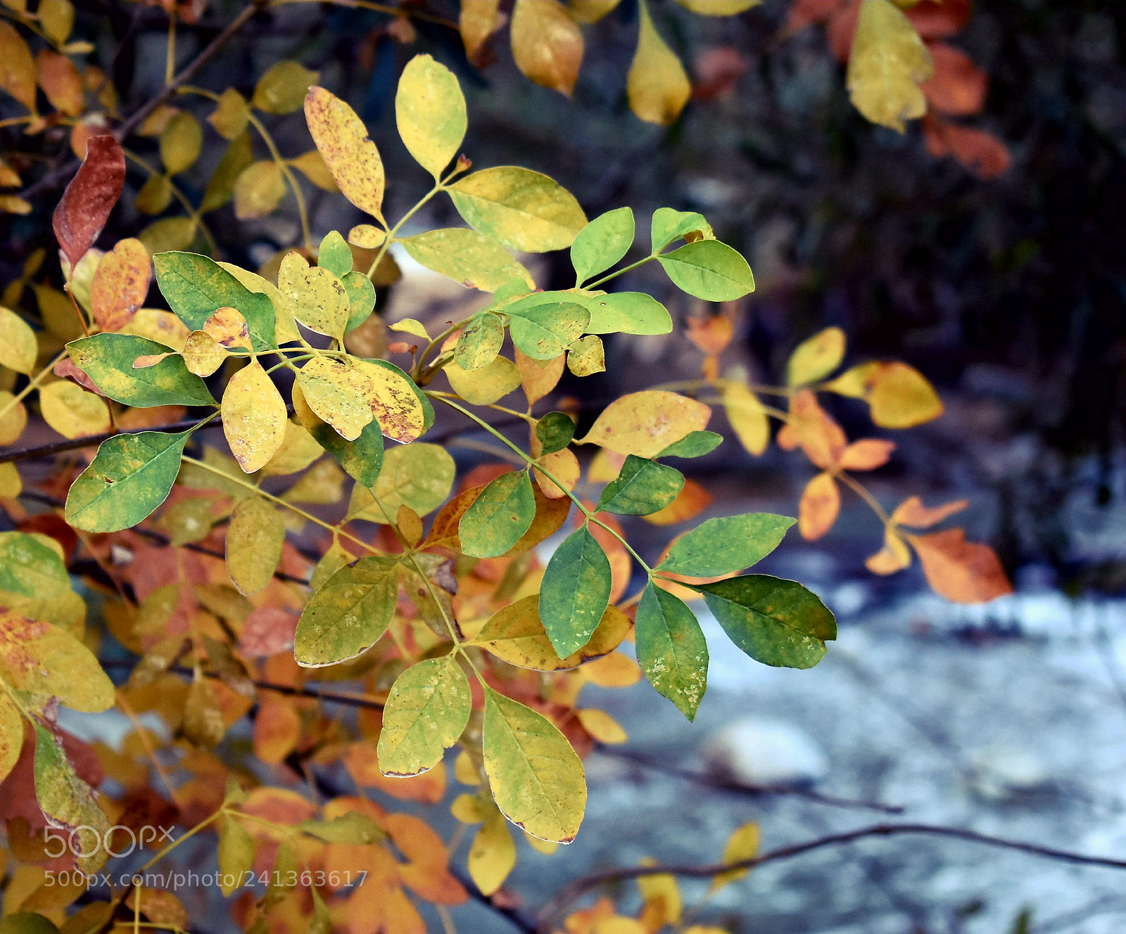 Nikon D3400 sample photo. Let it grow photography