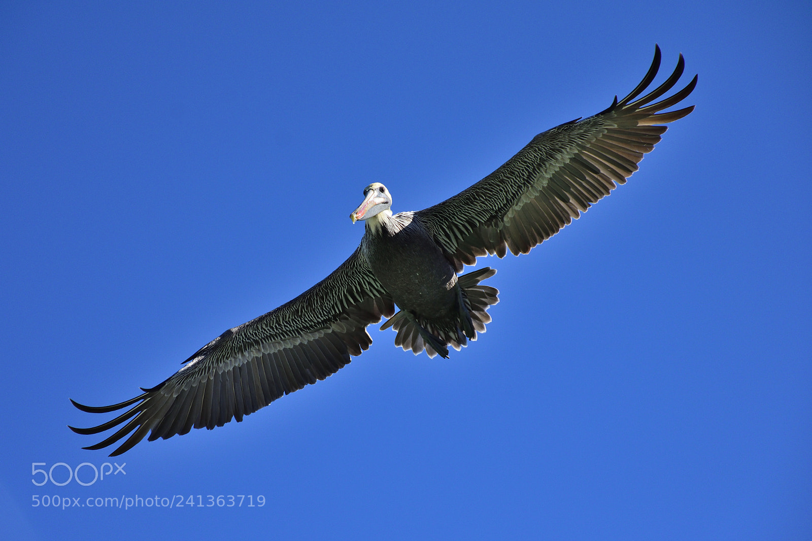 Nikon D7200 sample photo. Pelican flying with wings photography