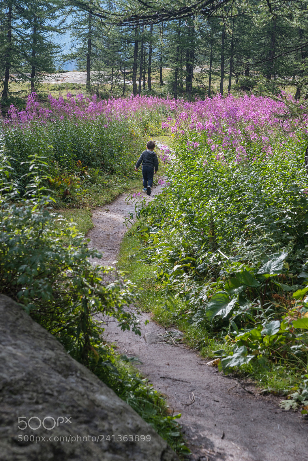 Pentax K-1 sample photo. Little nemo iv photography