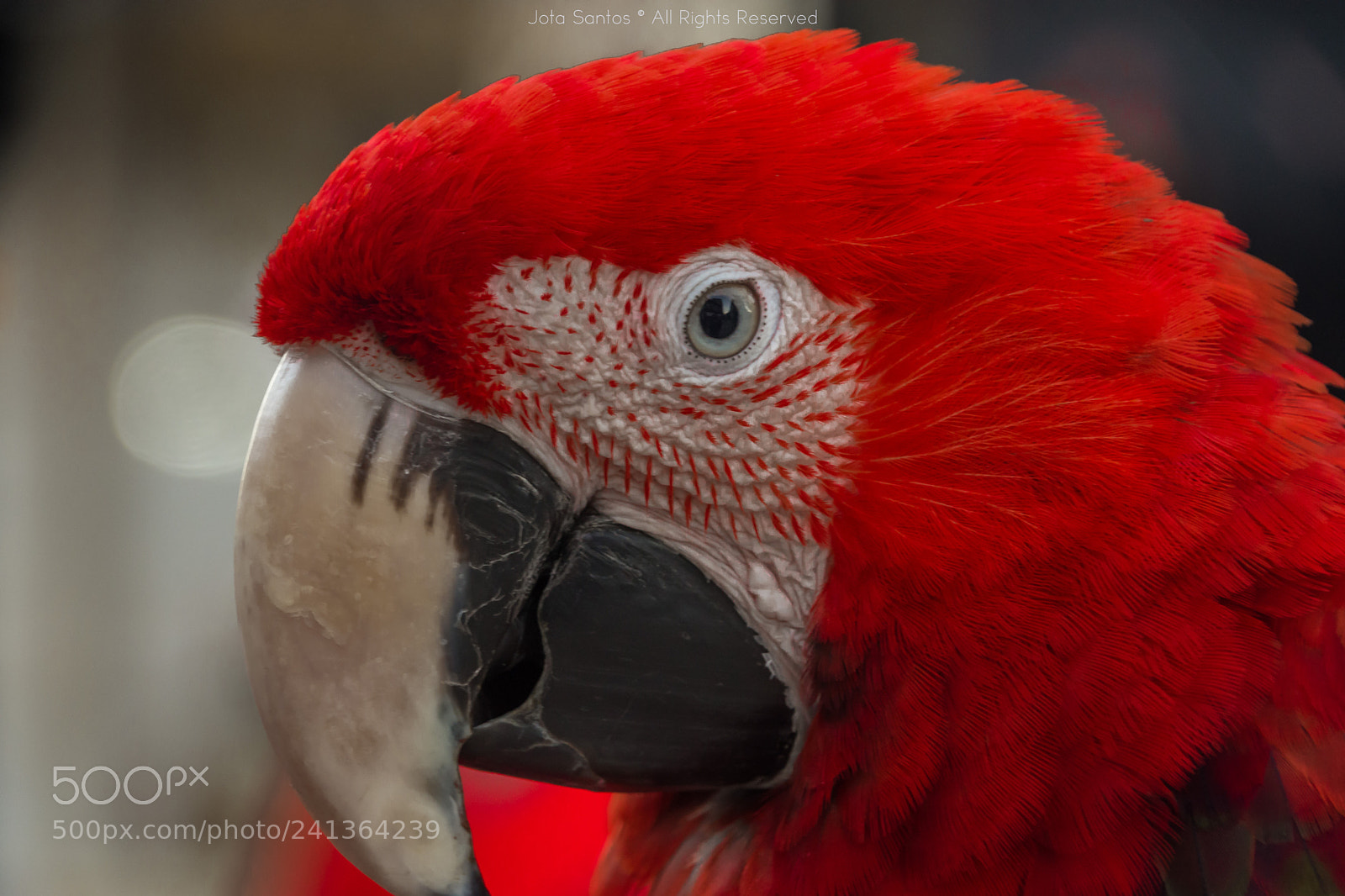 Nikon D7200 sample photo. Parrot photography