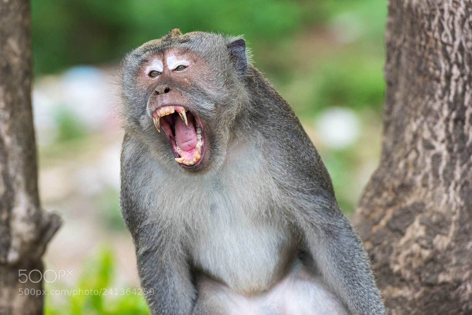 Nikon D810 sample photo. Angry monkey photography