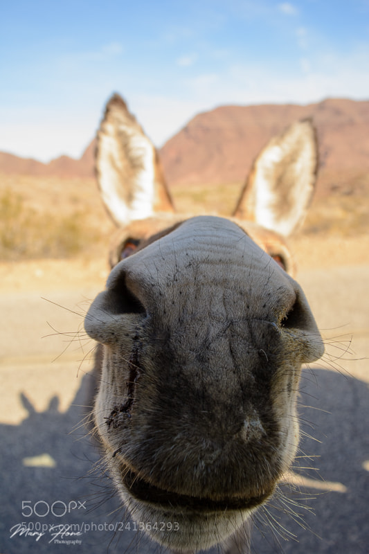 Nikon D7100 sample photo. Burro photography